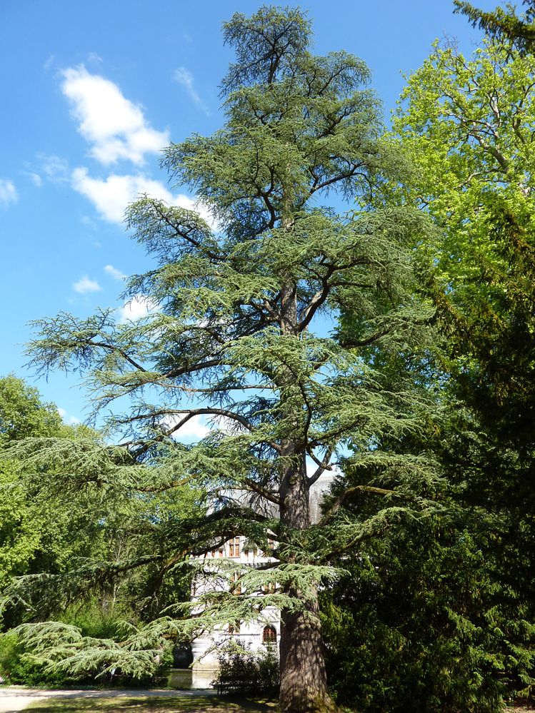 azay le rideau_35.JPG